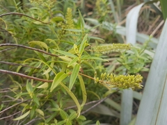 Veronica phormiiphila