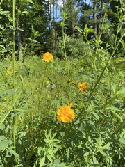 Cosmos sulphureus