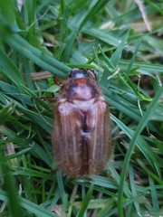 Amphimallon solstitiale