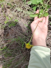 Tetragonotheca repanda