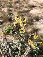 Helichrysum foetidum