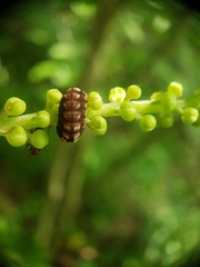 Celastrina neglectamajor