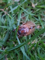 Amphimallon solstitiale