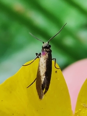 Micropterix