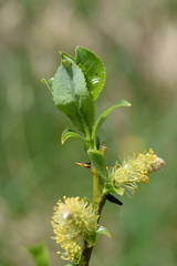 Salix glabra
