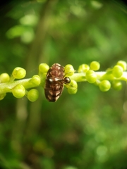 Celastrina neglectamajor