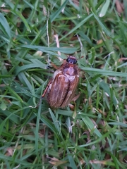 Amphimallon solstitiale