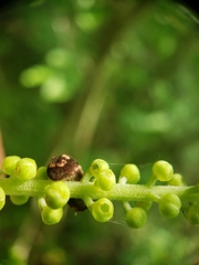 Celastrina neglectamajor