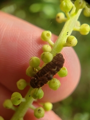 Celastrina neglectamajor