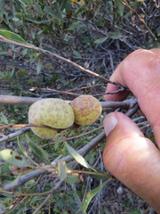 Andricus vacciniifoliae