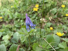 Corydalis pauciflora