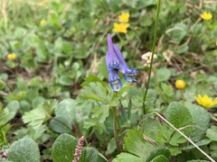 Corydalis pauciflora