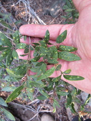 Aceria mackiei