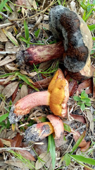 Exsudoporus floridanus