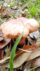 Exsudoporus floridanus
