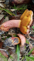 Exsudoporus floridanus