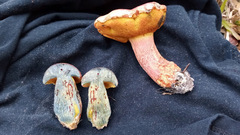 Exsudoporus floridanus