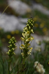 Pedicularis ascendens