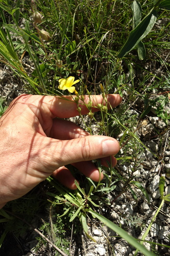 Linum ucranicum (Linum ucranicum)