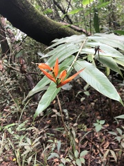 Heliconia hirsuta