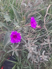 Mirabilis jalapa