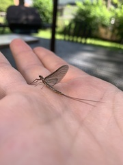 Hexagenia bilineata
