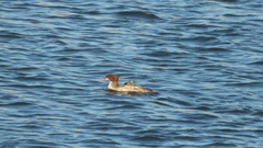 Mergus merganser