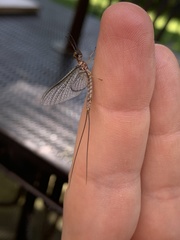 Hexagenia bilineata