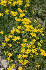 Coronilla vaginalis