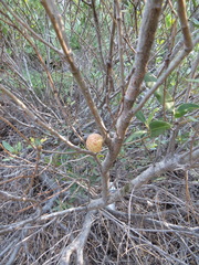 Andricus vacciniifoliae