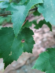 Acericecis ocellaris