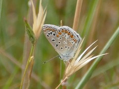 Polyommatus icarus