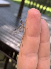 Hexagenia bilineata