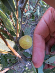 Andricus vacciniifoliae