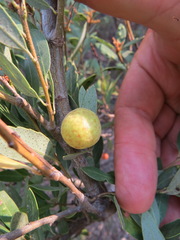 Andricus vacciniifoliae