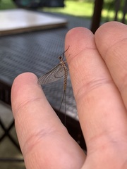 Hexagenia bilineata