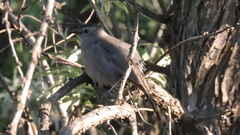 Dumetella carolinensis