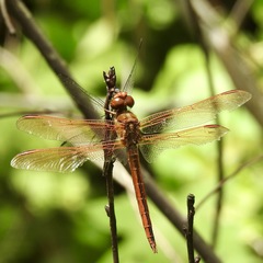 Libellula auripennis