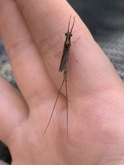 Hexagenia bilineata