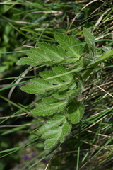 Laserpitium nitidum