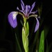 Iris versicolor - Photo (c) William Van Hemessen,  זכויות יוצרים חלקיות (CC BY-NC), הועלה על ידי William Van Hemessen