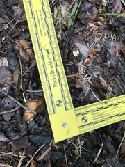 Paraisaria amazonica