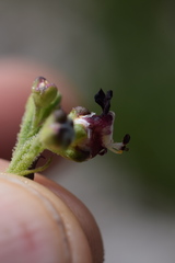 Scrophularia juratensis