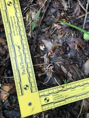 Paraisaria amazonica