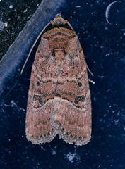 Elaphria fuscimacula