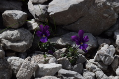 Viola dubyana