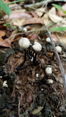 Poronia pileiformis