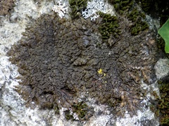 Xanthoparmelia verruculifera