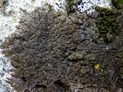 Xanthoparmelia verruculifera