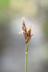 Carex mucronata